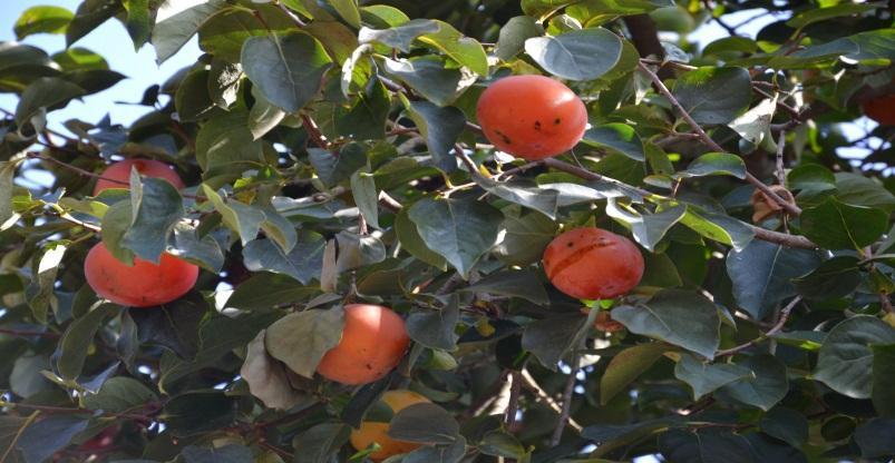 pomarańcze, mandarynki a nawet kiwi!