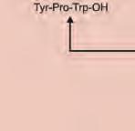 konformacja bioaktywna musi zawierać wiązanie Tyr 1 -Pro 2 o konfiguracji cis [13].