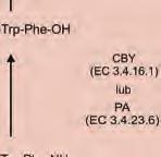 Obecność Pro w łańcuchu peptydowym powoduje zmianę jego kierunku oraz izomeryzację wiązania peptydowego z poprzedzającym aminokwasem.