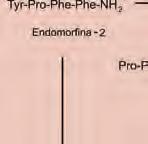 Trawienie endomorfin z udziałem CPY obejmuje dwa etapy. W pierwszym, w wyniku hydrolizy grupy amidowej, powstaje wolny kwas i wydziela się amoniak, a w drugim C- końcowy aminokwas ulega odszczepieniu.