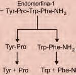 Strukturę endomorfin modyfikowano przez wprowadzanie aminokwasów z szeregu D, aminokwasów nienaturalnych, a także przez modyfikację wiązań peptydowych oraz cyklizację.