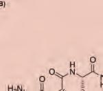 spełnia w cząsteczkach endomorfin funkcję łącznika, odpowiedzialnego za takie ustawienie grup farmakoforowych, które pozwala na ich oddziaływanie z miejscem wiążącym receptora opioidowego μ [34].