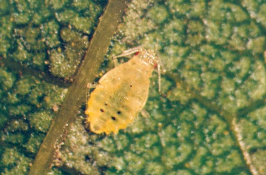22 B. Jakiewicz, K. Kmie Photo 1. Larvae of Chromaphis juglandicola (Kalt.) on the bottom side of J.