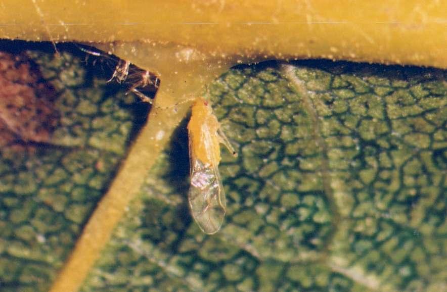 Winged female of Chromaphis juglandicola (Kalt.) feeding on the bottom side of J. regia L. leaf Fot. 2.