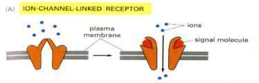 1. Receptory jonotropowe RECEPTOR JONOTROPOWY najprostszy model układu sygnalizacyjnego zarówno receptor jak i efektor są zintegrowane w jednym kompleksie białkowym kanały otwierane ligandem