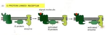 2. Receptory metabotropowe RECEPTOR SPRZĘŻONE Z BIAŁKIEM G 1. 2. 3. 1. funkcja wiązania ligandu i stymulacja odpowiedzi komórki realizowane są przez oddzielne jednostki białkowe 2.