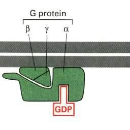 obszar cytoplazmatyczny receptora w wyniku związania ligandu po stronie przeciwnej, nabiera zdolności do reagowania z podjednostką α białka G. 2.