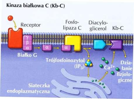 receptory metabotrowe w błonie komórkowej. Hormon obecny w przestrzeni pozakomórkowej (np.