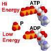 Adenozynotrifosforan (ATP) 3 grupy fosforanowe trifosforan Adenina Ryboza hydroliza potrójnej wysokoenergetycznej grupy fosforanowej w ATP dostarcza wolnej energii krótkofalowy zapas energii zbyt