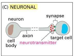 NEURONALNA neuron Komórka sygnalizująca synapsa ciało komórki akson Komórka docelowa Neuroprzekaźnik neurony mogą przesyłać wiadomości na duże odległości (akson łączący rdzeń kręgowy i duży palec