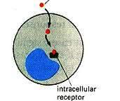receptorem wewnątrzkomórkowym w cytozolu lub w jądrze.