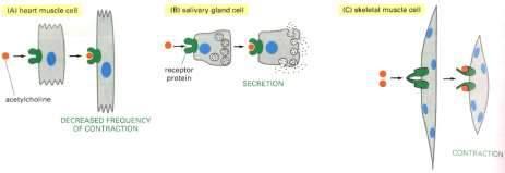 wewnątrz komórki Ta sama cząsteczka sygnałowa może stymulować różną odpowiedź w różnych komórkach docelowych ( a ) kom.