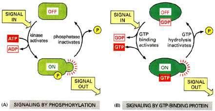 Wiele białek sygnalizacyjnych pełni funkcję przełączników molekularnych wyłączenie wyłączenie kinaza fosfataza wiązanie GTP aktywuje hydroliza GTP dezaktywuje włączenie włączenie (A) Sygnalizacja