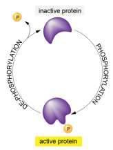 2. Receptory związane z kinazą tyrozynową lub kinazą serynowo-treoninową Fosforylacja modyfikacja potranslacyjna białka seryna treonina tyrozyna Sygnalizacja wewnątrzkomórkowa 3 klasy receptorów