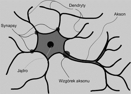 Głóne cechy model konekconstycznych 5 DuŜa lczba prostych ednostek przetarzana (neuronó) Subsymbolczna reprezentaca edzy - kodoane edzy za pomocą ag na połączenach Przetarzane rónoległe rozproszone