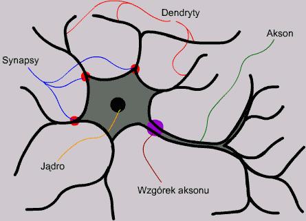 Głóne cechy model konekconstycznych 5 Duża a lczba prostych ednostek przetarzana (neuronó) Subsymbolczna reprezentaca edzy - kodoane edzy za pomocą ag na połą łączenach Przetarzane rónolegr noległe e
