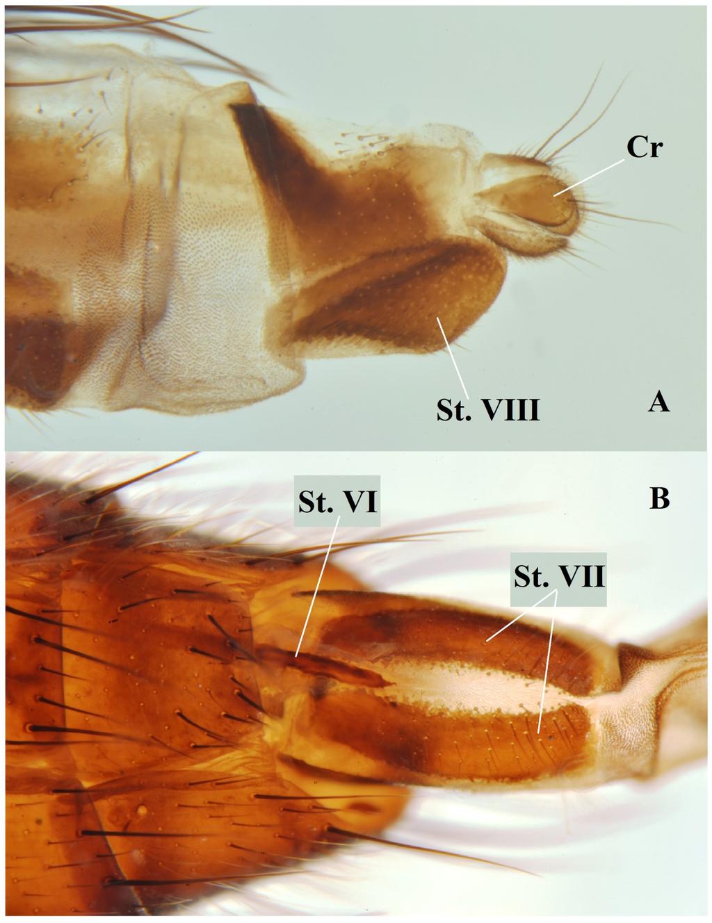 RYC. 2. Cordilura aemula, pokładełko ( ); A widok z boku, B widok z dołu; St.