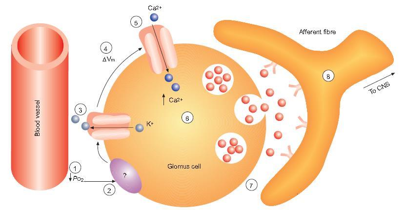 Aktywacja chemoreceptorów obwodowych - model membranowy Reakcja komórek kłębka szyjnego na