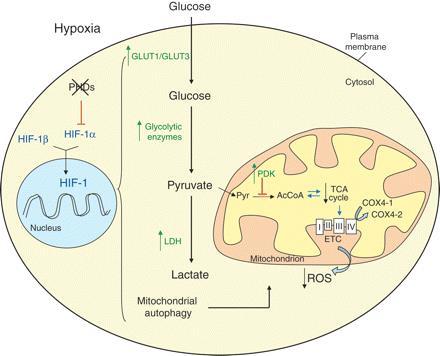 Zmiany metaboliczne w komórce niedotlenionej HIF-1 wzrost ekspresji transporterów glukozy GLUT1 oraz GLUT3; wzrost ekspresji enzymów glikolitycznych; wzrost ekspresji dehydrogenazy mleczanowej A
