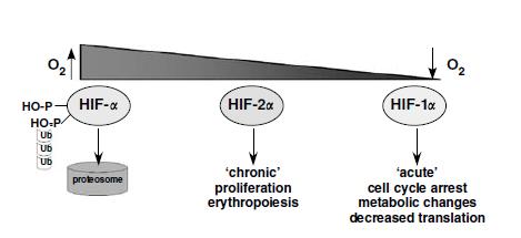HIF-1 vs HIF-2 HIF-2α jest stabilizowany w wyższych stężeniach tlenu akumulacja HIF-2α w niedokrwionych organach wskazuje, iż