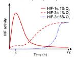 stabilizacji i powoduje szybką odpowiedź tkanek na hipoksję, natomiast HIF-2α ulega stopniowej, powolnej akumulacji i powoduje