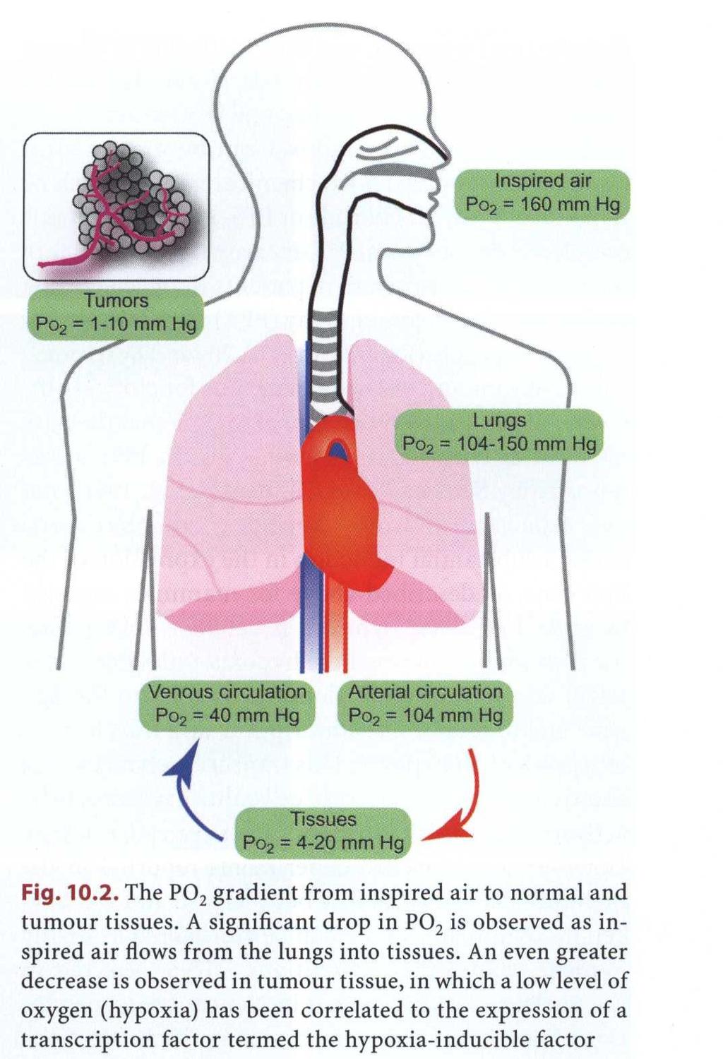 Ciśnienie parcjalne tlenu w różnych tkankach i narządach jest różne