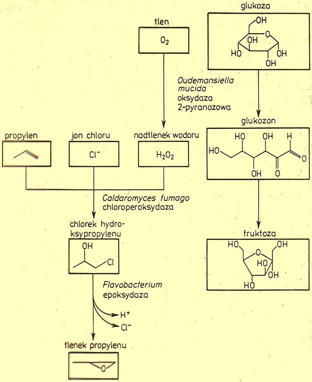 Enzymatyczna synteza tlenków