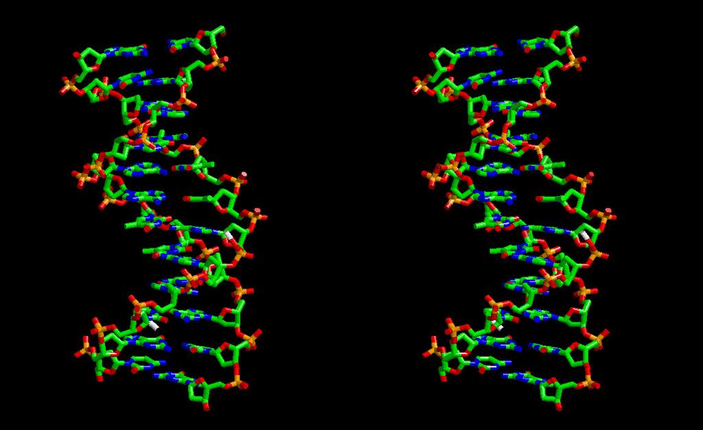 Funkcja i struktura DNA