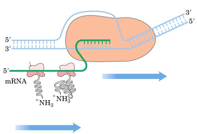 Transkrypcja, translacja Transkrypcja, translacja Polimeraza RNA Duple DNA