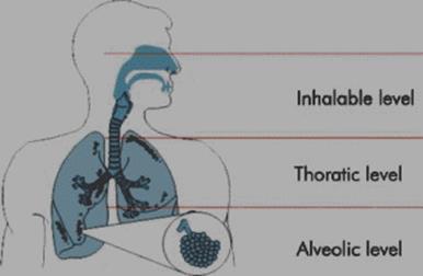 Na základe horeuvedeného textu sa javí, že najväčšie nebezpečenstvo pre dýchacie orgány predstavuje respirabilná (alveolárna) zložka s veľkosťou častíc pod 10 μm, no na základe mnohých výskumov,