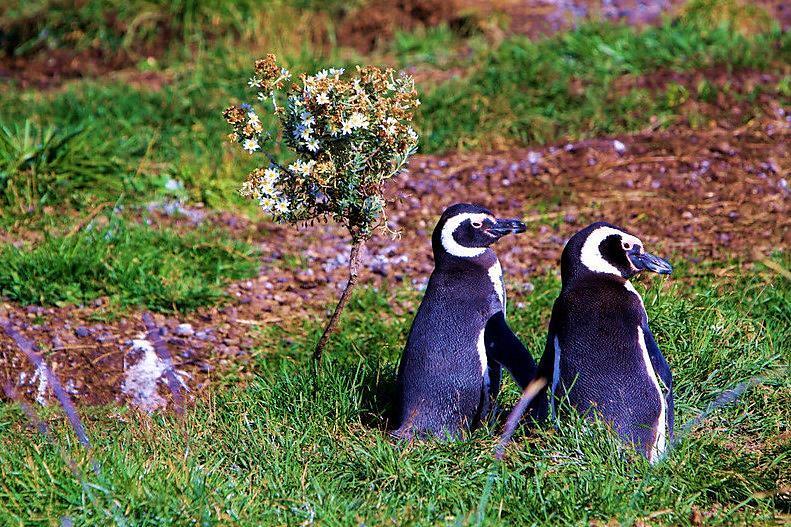 Dzień 11: Odwiedziny u Pingwinów Magellana Dzisiaj zapraszamy w rejs po Kanale Beagle.