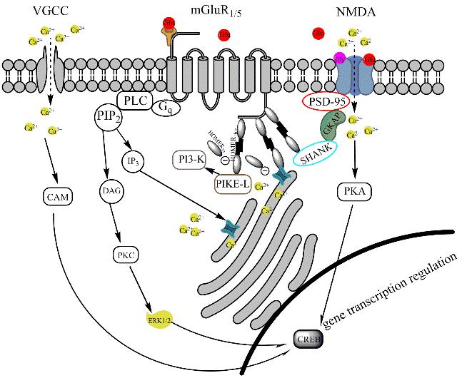 Rysunek 3. Interakcje pomiędzy receptorami mglur1/5 a NMDA ze szlakiem sygnałowym na neuronach postsynaptycznych. Białka rusztowania Shank-GKAP- PSD95 oraz Homer łączące oba receptory (P-4).