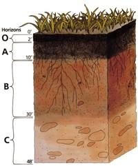 Profil gleby to przestrzenny układ kilku warstw gleby.