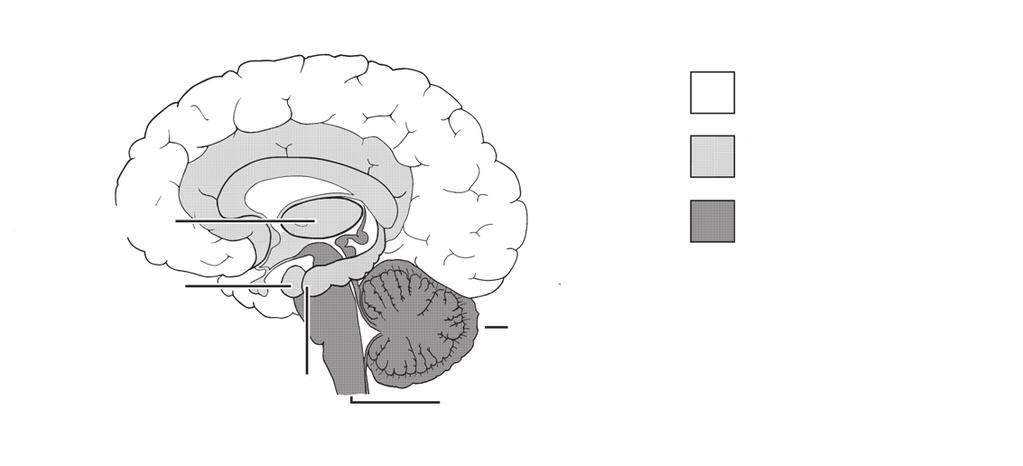 18 1. (R)EWOLUCJA MYŚLOWA 19 MÓZG SSACZY wzgórze ciało migdałowate hipokamp móżdżek pień mózgu mózgowie człowieka mózg ssaczy mózg gadzi Rys. 1. Prawa półkula mózgu człowieka widziana od środka, z poszczególnymi etapami rozwoju zaznaczonymi różnymi odcieniami szarości.