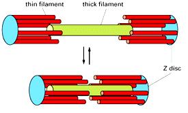 Ślizgowy model skurczu mięśnia: filamenty cienkie wsuwają się