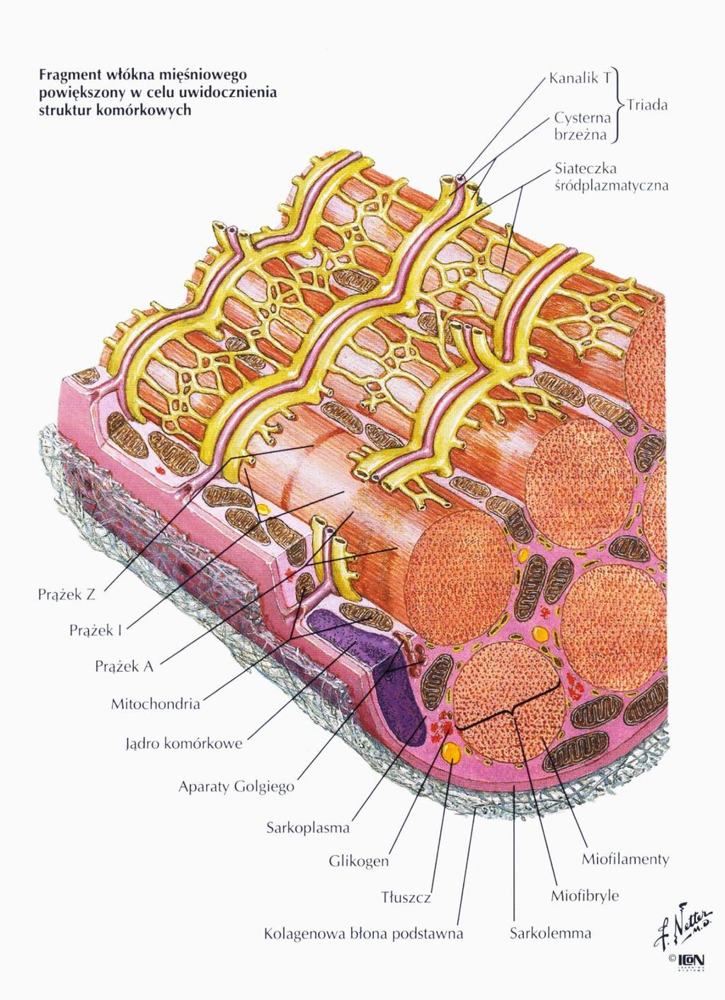 KANALIKI T - są to regularne wpuklenia błony komórkowej - wprowadzają środowisko zewnętrzne do środka komórki mięśniowej.