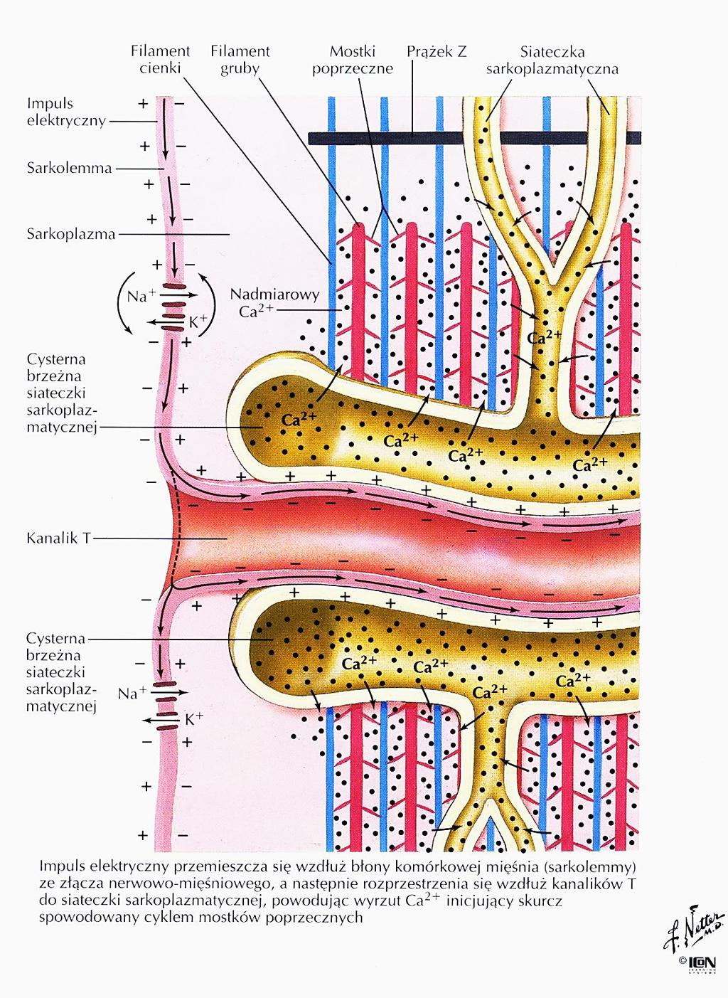 Depolaryzacja błony komórkowej wywołana impulsem nerwowym zostaje przewiedziona przez kanalik T do wnętrza komórki.