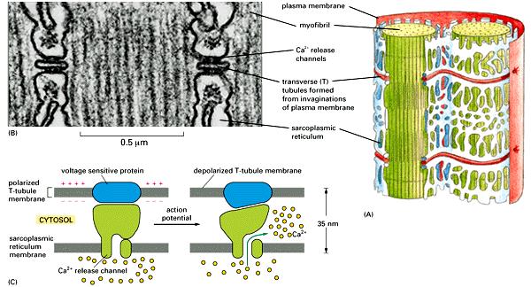 Rianodyna to alkaloid roślinny utrzymujący kanał wapniowy SER w stanie zamkniętym Dihydropirydyna i pochodne to BLOKERY kanału wapniowego typu L Molec. Biol. of the Cell, 4ed.