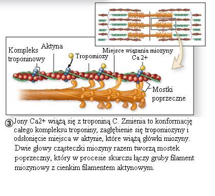 Niski poziom Ca ++ w cytoplazmie: Konformacja