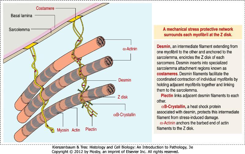Zewnątrzsarkomerowe białka podporowe: desmina i plektyna wiążą miofibryle ze sobą i z błoną komórkową DESMINA: - Leży prostopadle między miofibrylami, jej filamenty otaczają prążki Z i łączą się z