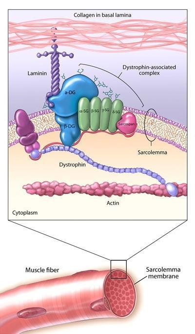 Rola dystrofiny i łączących się z nią białek Junqueira, Basic Histology, 13rd ed.