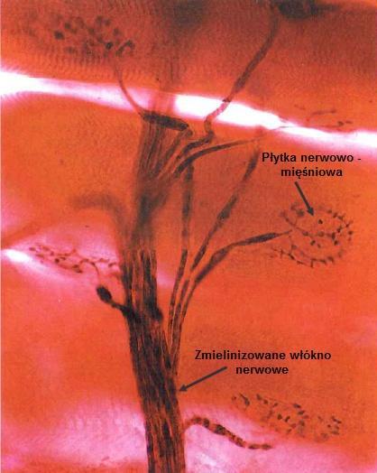 Połączenie nerwowo mięśniowe Płytka motoryczna połączenie aksonu