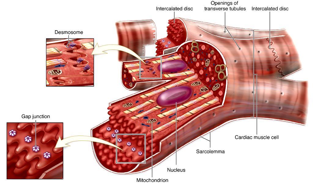 Jakie połączenia międzykomórkowe występują w poprzecznym, a jakie w podłużnym odcinku WSTAWKI? Junqueira, Basic Histology, 13rd ed.