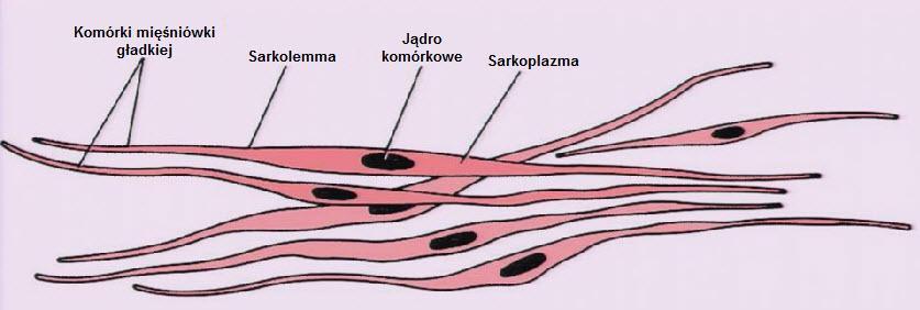 Mięsień gładki Komórki wydłużone o wrzecionowatym kształcie Jądra komórkowe położone w komórce centralnie Taśmy gęste na wewnętrznej powierzchni sarkolemmy, ciałka gęste wewnątrz komórki