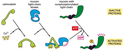 3. Kompleks: wapń-calm-kinaza fosforyluje łańcuchy lekkie miozyny. 4.