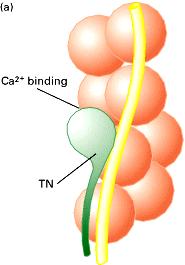 Każda cząsteczka tropomiozyny przyłącza się podłużnie do odcinka F-aktyny zawierajacego 7 podjednostek
