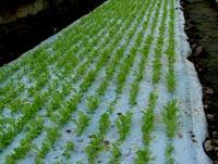 Terraseed System - system wysiewu, produkcji rozsady i uprawy - maty ściółki z nasionami na podłożu (pojemniki i stoły z substratem, zagony itp.