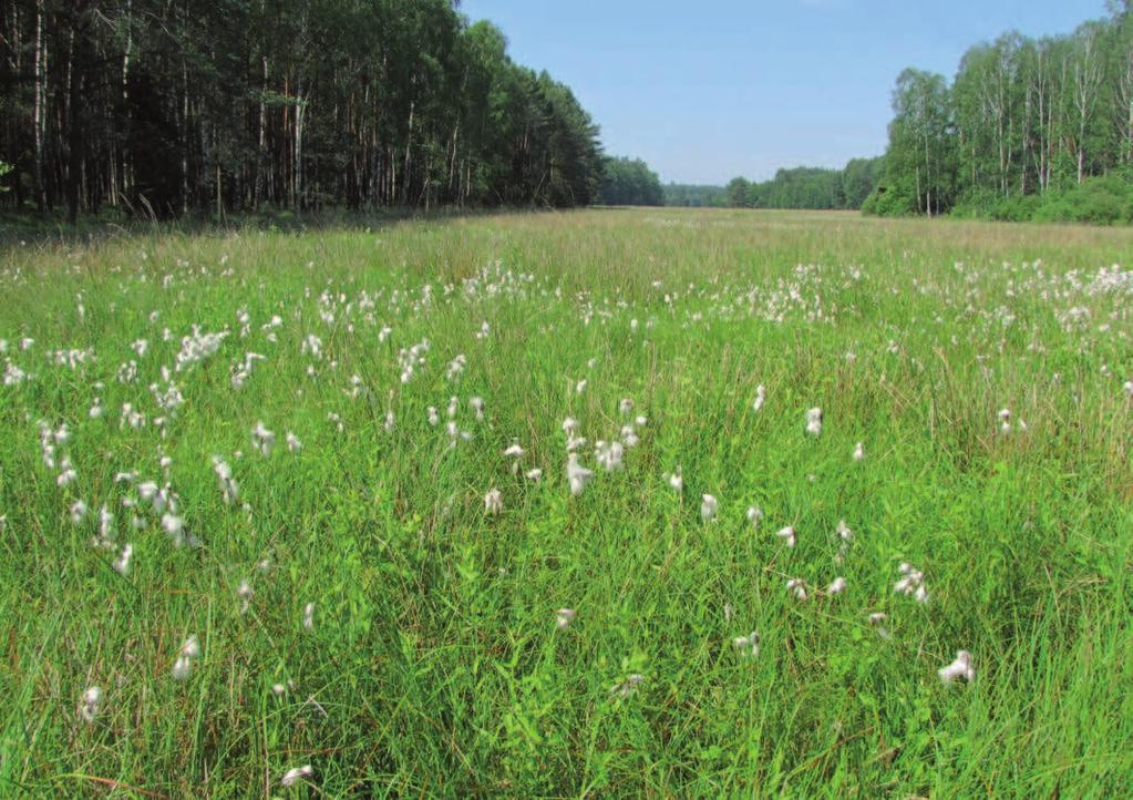 6.9.7. Proponowany sposób ochrony Na powierzchni nr 7 i 8 łąki koszone są już w maju (podpowierzchnie R, S i W). Należałoby opóźnić koszenie co najmniej na termin 1-30.