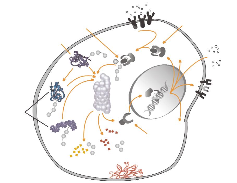 56 Wspó³czesna Onkologia Velcade inhibitory bia³ko hamuj¹ce wzrost nowotworu P21 IκB przeznaczony do degradacji P53 proteasom cytokiny aktywuj¹ receptory na powierzchni komórki P P27 zdegradowany IκB