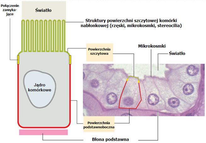 Struktury powierzchniowe (domeny) komórek nabłonkowych : Powierzchnia szczytowa mikrokosmki rzęski stereocilia Powierzchnia boczna obwódki zamykające